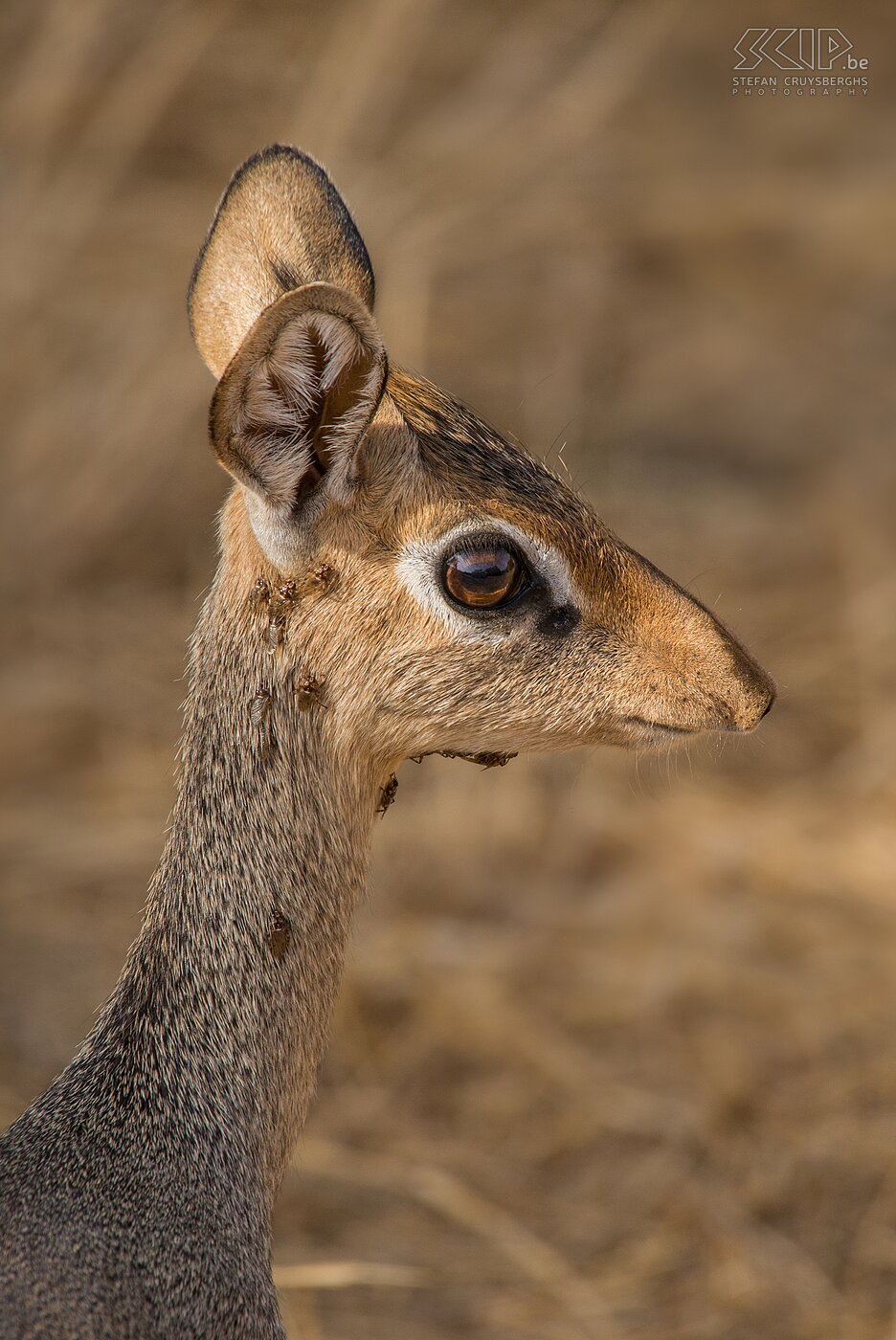 Samburu - Close-up dik-dik The dik-dik is one of the smallest antelopes. Dik-diks are 50-70 cm long and weigh 3-6 kg. They are monogamous and always live in pairs.<br />
 Stefan Cruysberghs